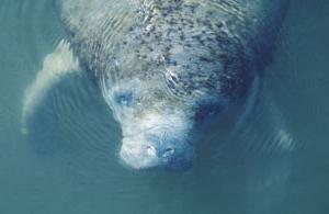 Marine mammal research 